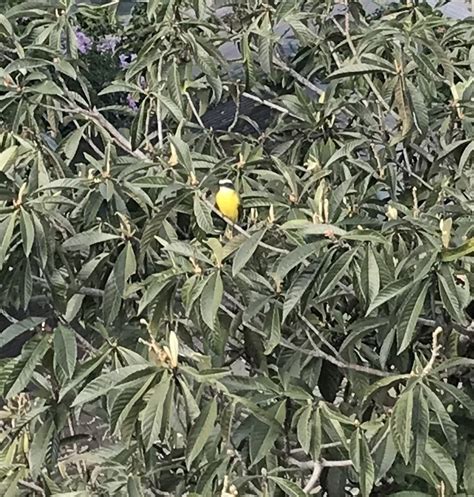 Social Flycatcher From A Avenida Norte Antigua Guatemala