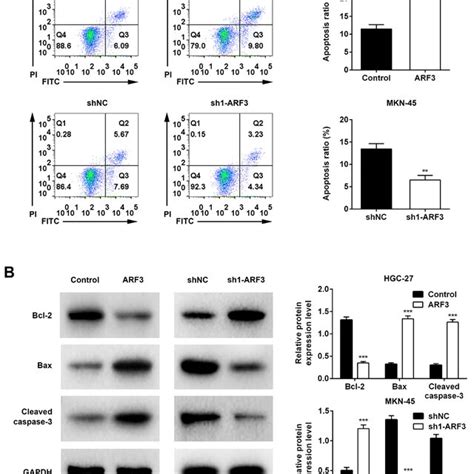 Arf Promoted Apoptosis Of Gc Cells A The Effect Of Arf On Gc Cell