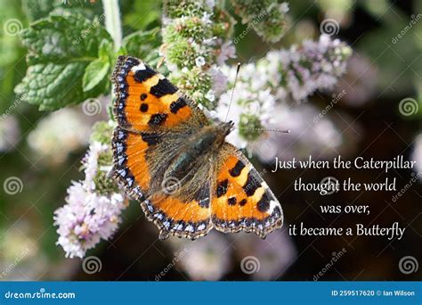 Caterpillar World Butterfly Inspirational Quote Royalty Free Stock Image