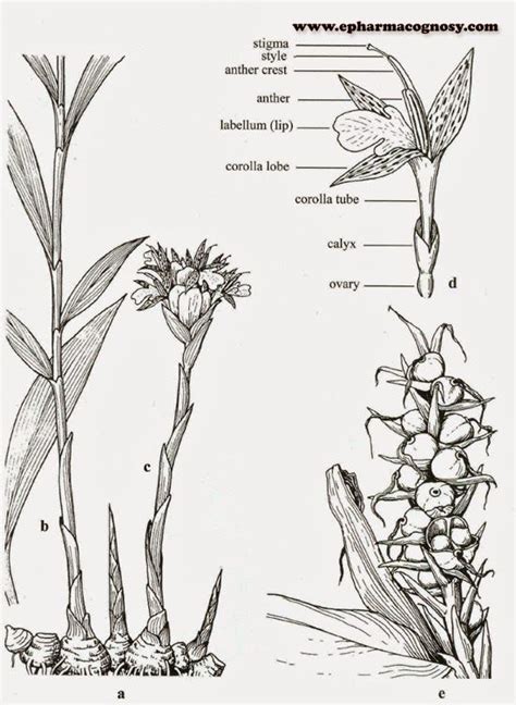 Structure Of The Ginger Plant In 2024 Ginger Plant Plants Leaf