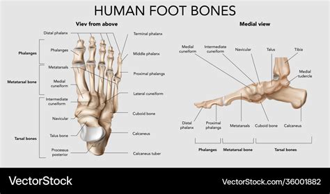 Human foot bones composition Royalty Free Vector Image