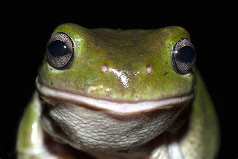 The Aussie Green Tree Frog’s disappearing act from Sydney - The ...