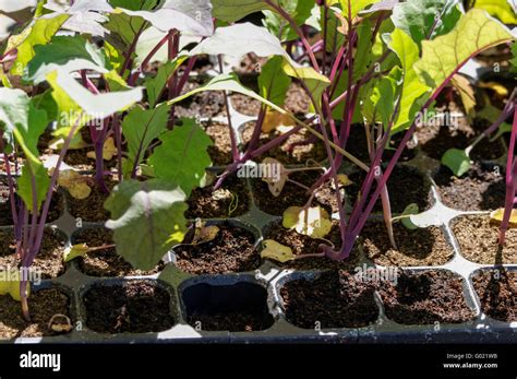 Red Cabbage Seedlings