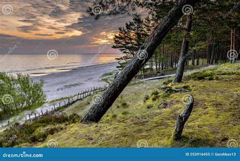 Panorama Colorful Sunrise In Forest And Dune Beach Of The Baltic Sea