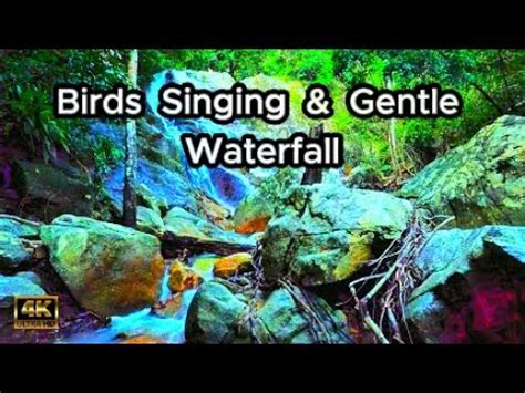 Meditation Music Calming Forest Sounds Birds Singing Gentle