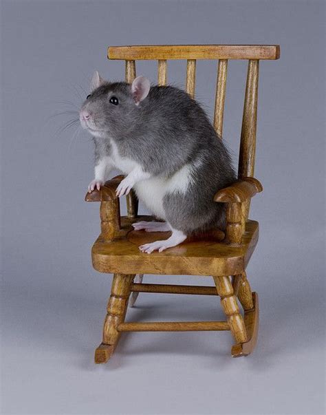 Rat In A Rocking Chair Mouse Rat Little Critter Rocking Chair Rats