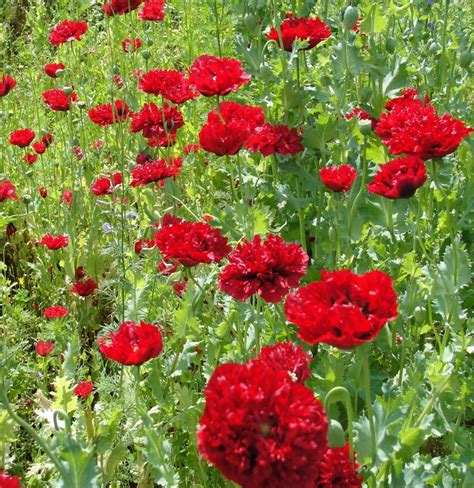 Scarlet Red Peony Poppy Papaver Paeoniflorum 100 Seeds