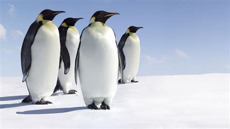 Berleben In Der Antarktis Der Marsch Der Pinguine