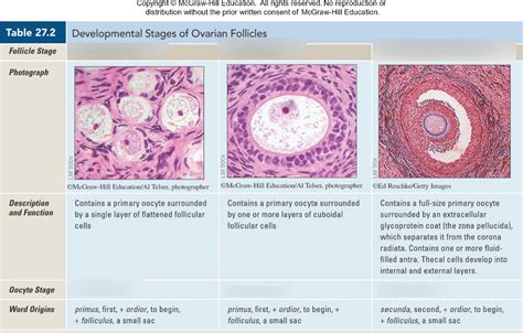 Ovarian Follicles Histology 1 Diagram Quizlet