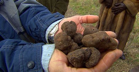 Truffles: The Most Expensive Food in the World - CBS News