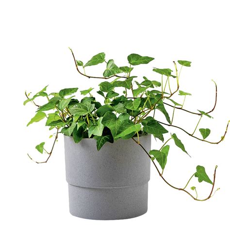 Ivy Plant Care Tips For Growing Ivy Indoors