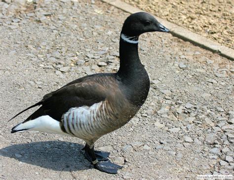 Types Of Geese Species Identify Goose Wildfowl Photography