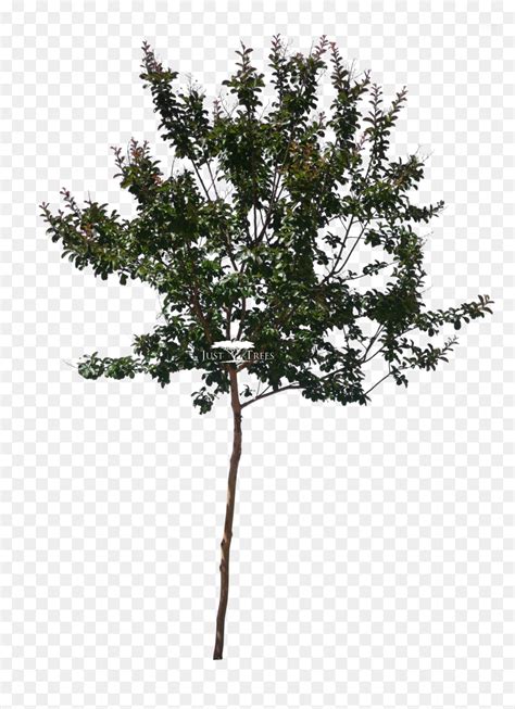 Pond Pine Png Download Lagerstroemia Indica Tree Png Transparent