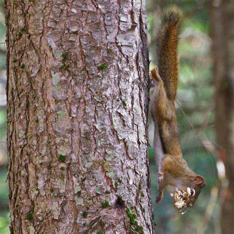 Squirrel Climbing Down Tree