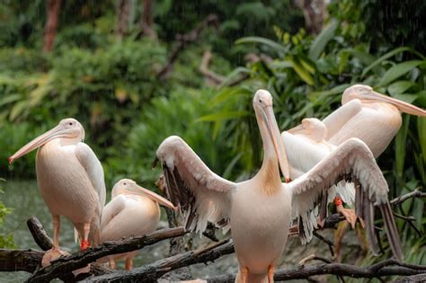 Grandes pelícanos blancos sentados en un árbol un pelícano tratando de