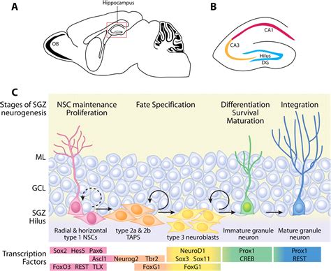 Gene Regulation Neuronal Development At Derek Cooley Blog