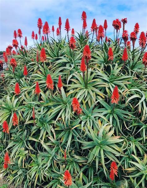 Aloe Arborescens Torch Aloe