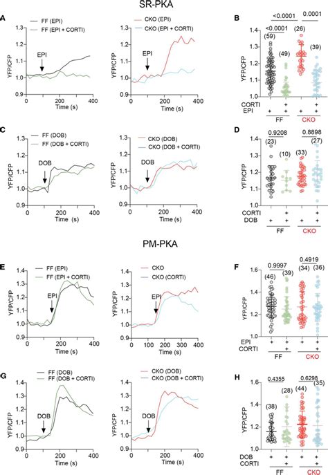 Inhibiting OCT3 By Corticosterone Abrogates The Amplification Of