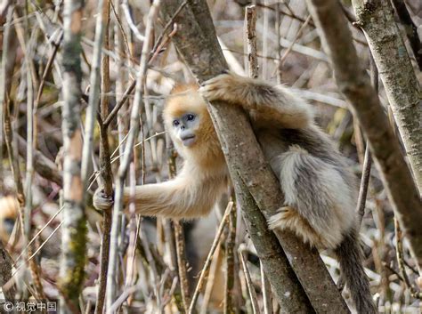 Origin Evolution Of Golden Snub Nosed Monkey Is Revealed Cgtn