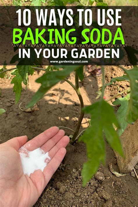 Ways To Use Baking Soda In Your Garden Home Vegetable Garden