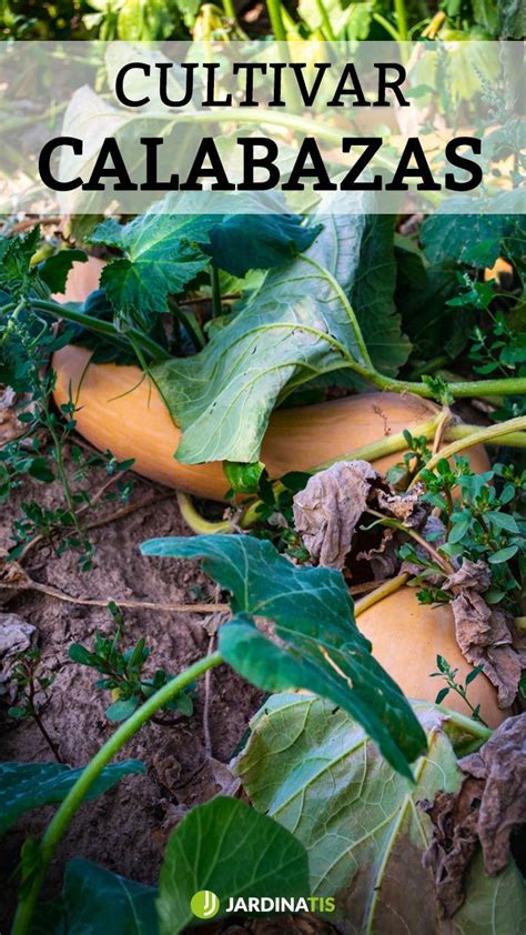 C Mo Y Cu Ndo Cosechar Calabazas En Cultivo De Calabaza Como