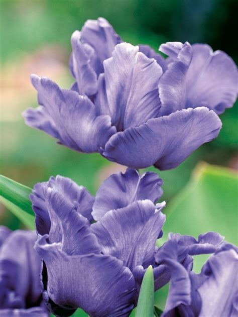 Tulipan Papuzi Blue Parrot Cebulka 5szt 12455220719 Oficjalne