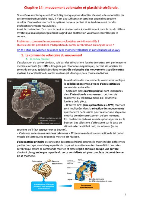 Chapitre 14 mouvement volontaire et plasticité cérébrale