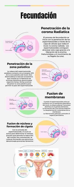 Fecundación Vale uDocz