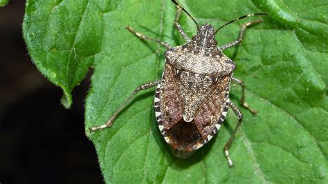 Stink Bug Removal Identifying Stink Bugs Doctor Pest