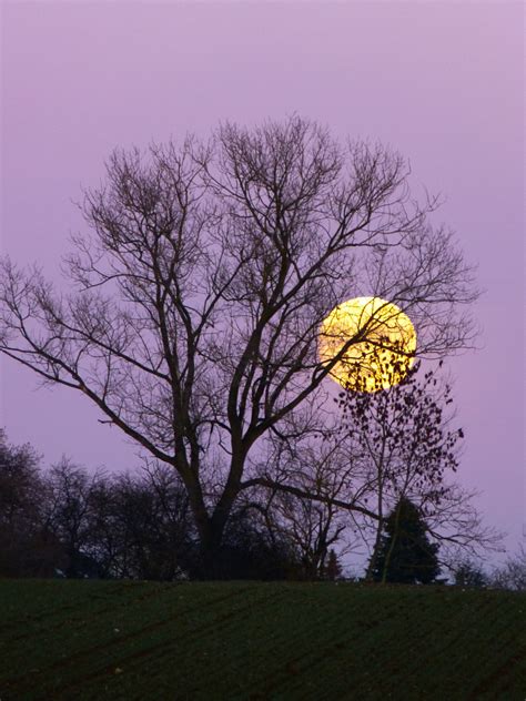 Free Images Tree Nature Branch Cloud Sky Sun Sunrise Sunset