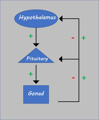 2) HPG Axis and Puberty Flashcards | Quizlet