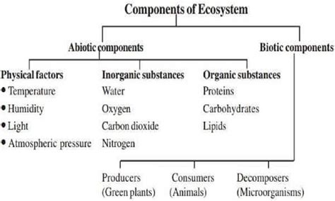 Ecosystem — Biology Notes