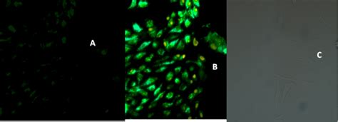 Fluorescence Imaging Of Hg 2 In HeLa Cells At 37 C A Bright Field