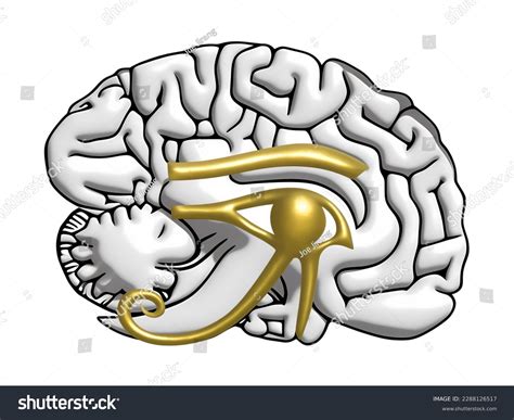 Eye Of Horus Pineal Gland