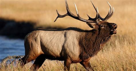 Elk Vs Mule Deer What Are The Differences Wiki Point