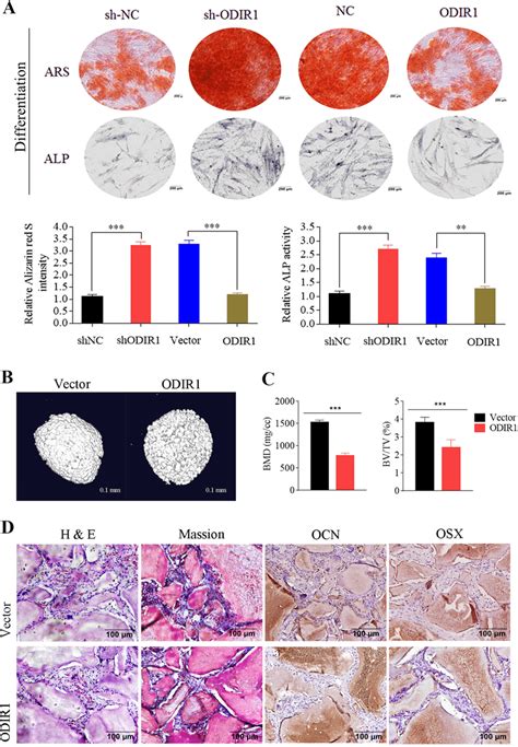 ODIR1 Inhibits The Osteogenic Differentiation Of HUC MSCs In Vitro And