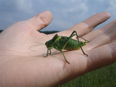 1920x1080 Wallpaper Green Grasshopper Peakpx