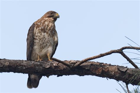 Nesting Broad-winged Hawks in Texas - Through the Mirror.....