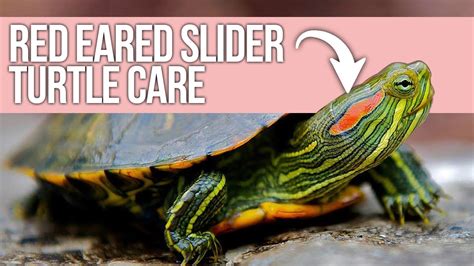 Red Eared Slider Turtle Care Beginner Guide Housepetscare