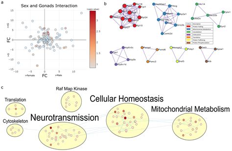 Ijms Free Full Text Respirasome Proteins Are Regulated By Sex Hormone Interactions In The Brain