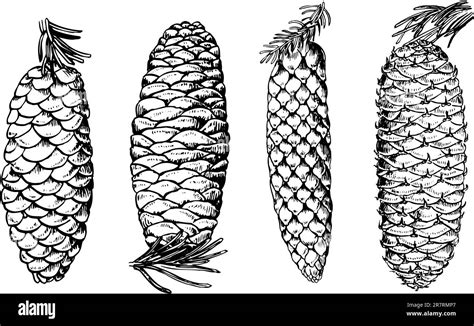 Some Different Pine Cones Isolated On White Background Stock Vector Image And Art Alamy