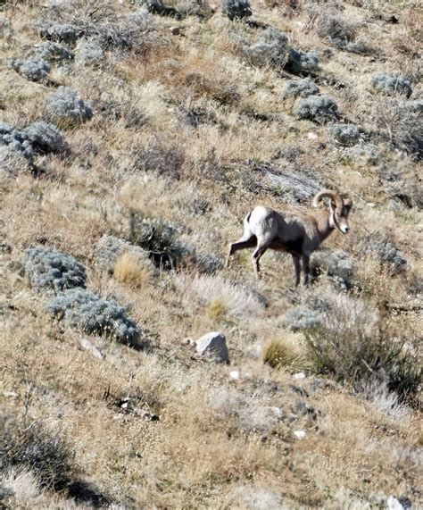 Mid Sierra Musings: Sierra Nevada Bighorn Sheep Field Trip 02-02-18