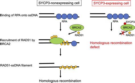 Proposed Model For Inhibition Of Rad Dependent Homologous