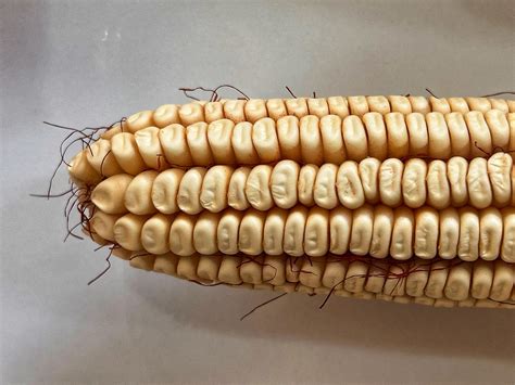 Corn At The United States Botanic Garden In Washington Dc Flickr