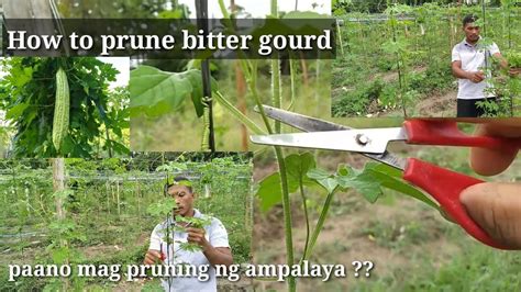 How To Prune Bitter Gourd Paano Mag Pruning Ng Ampalaya Youtube