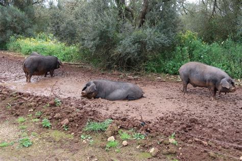 El Fogaiba abona más de 63 millones de euros en ayudas al sector