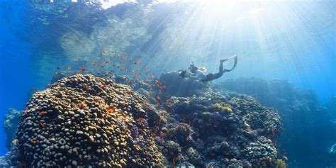 Diving Adventures in Micronesia: Discovering Underwater Marvels