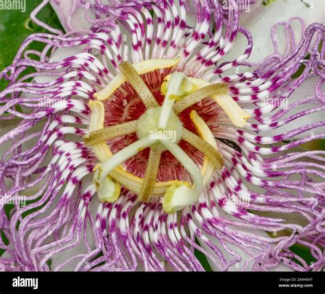 Close Up Of A Maypop Passion Flower Passiflora Incarnata Bloom Stock