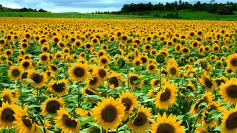 Closeup View Of Sunflowers Field In Green Grass Trees Plants Background ...