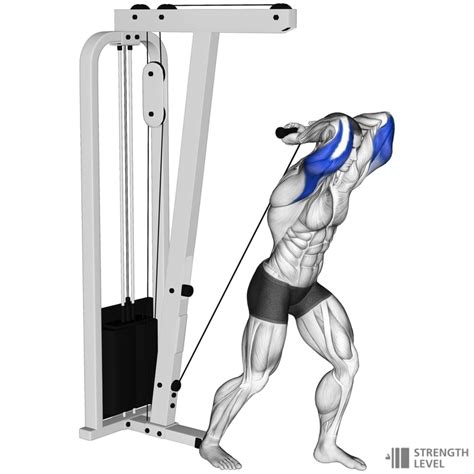 Cable Overhead Tricep Extension Standards For Men And Women Kg